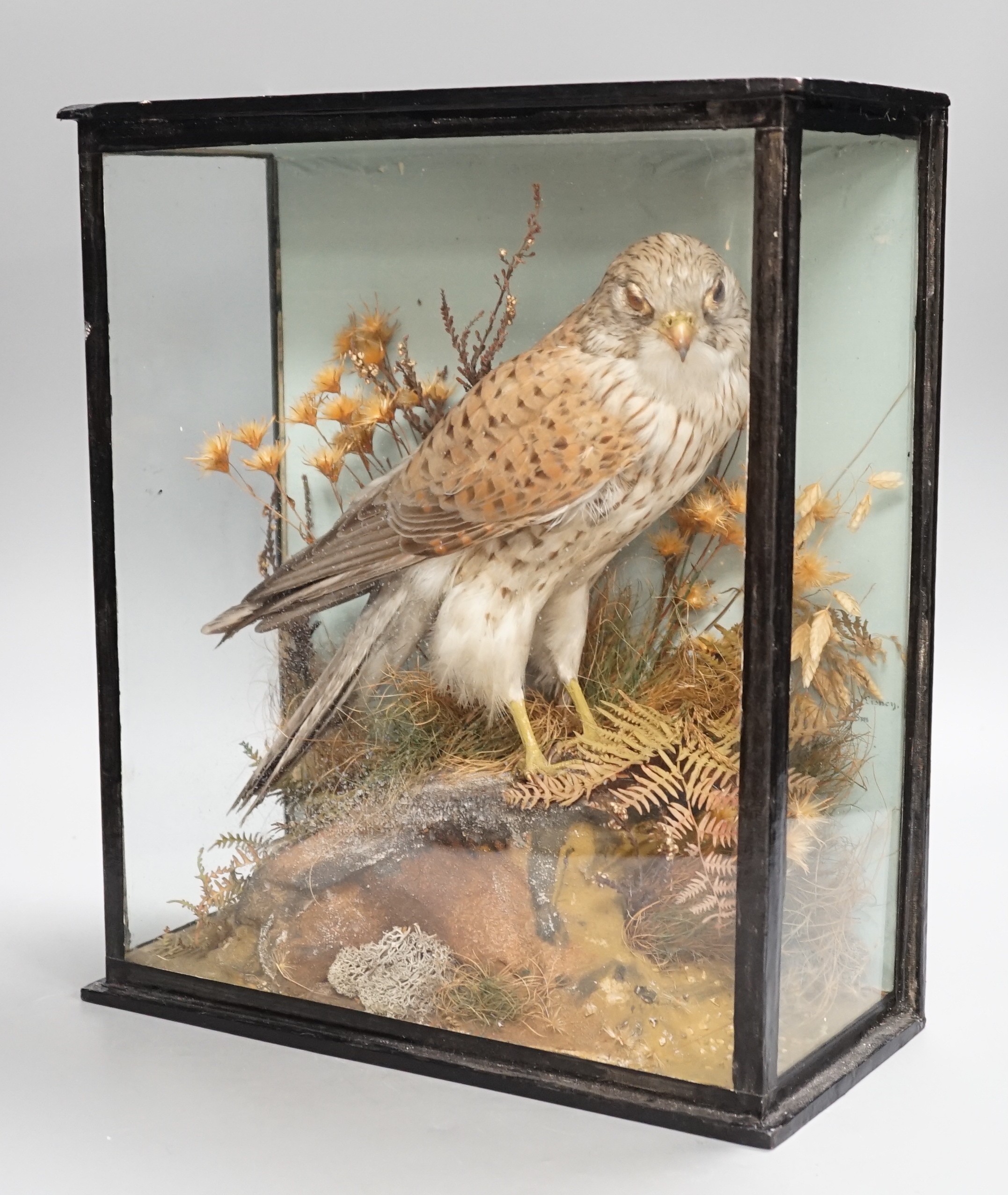 A cased taxidermic kestrel, case 31cms wide x 35cms high.